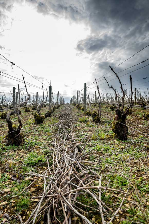 Domaine viticole de 8 hectares, champagne Dubreuil Frères, circuit des cadoles