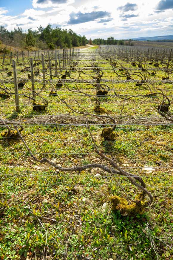 Domaine viticole de 8 hectares, champagne Dubreuil Frères, circuit touristique dans l'Aude près de Troyes