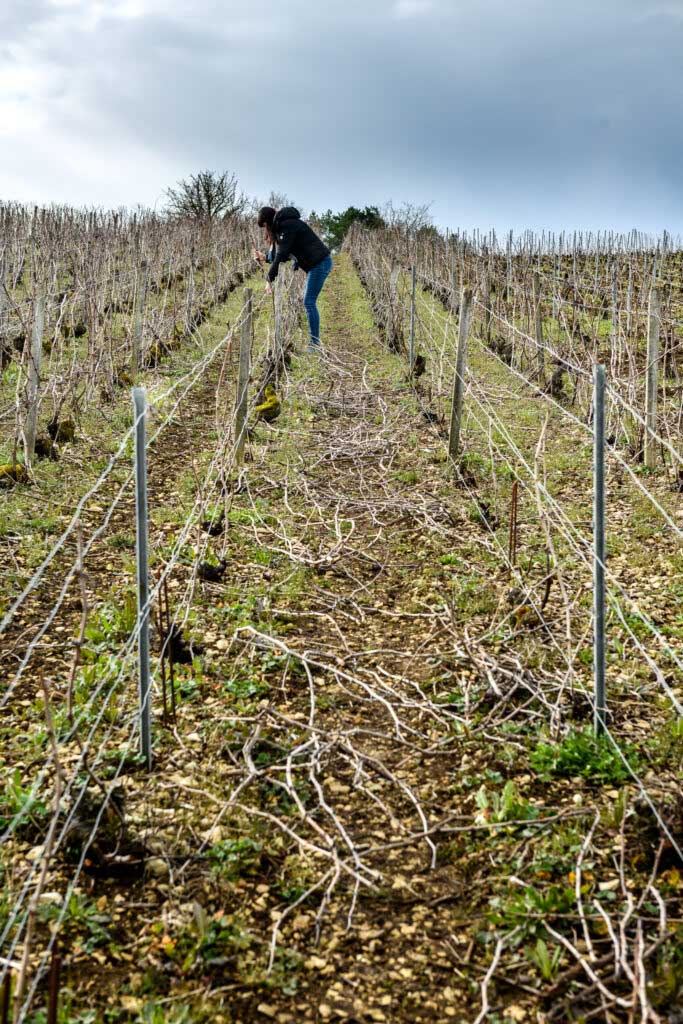 Domaine viticole de 8 hectares, champagne Dubreuil Frères, circuit touristique dans l'Aude