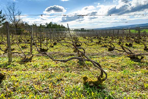 Maison Champagne Dubreuil Frères, pinot noir à Courteron dans l'Aude (10)