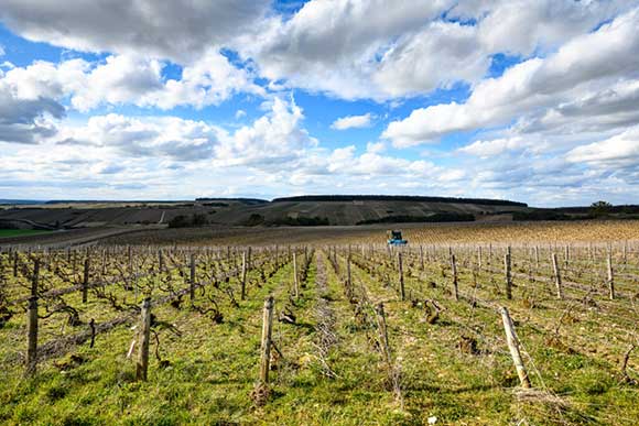 Maison Champagne Dubreuil Frères, pinot noir à Courteron route touristique de Champagne dans la côte des bar